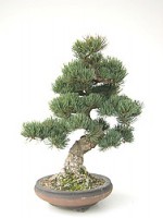 Pinus Pentaphyla